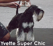 Yvette Super Chic
